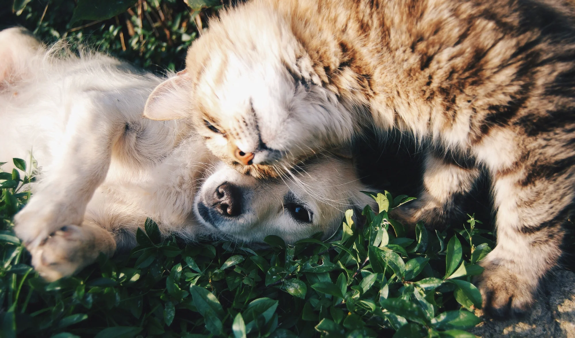 Cat and dog relaxing together