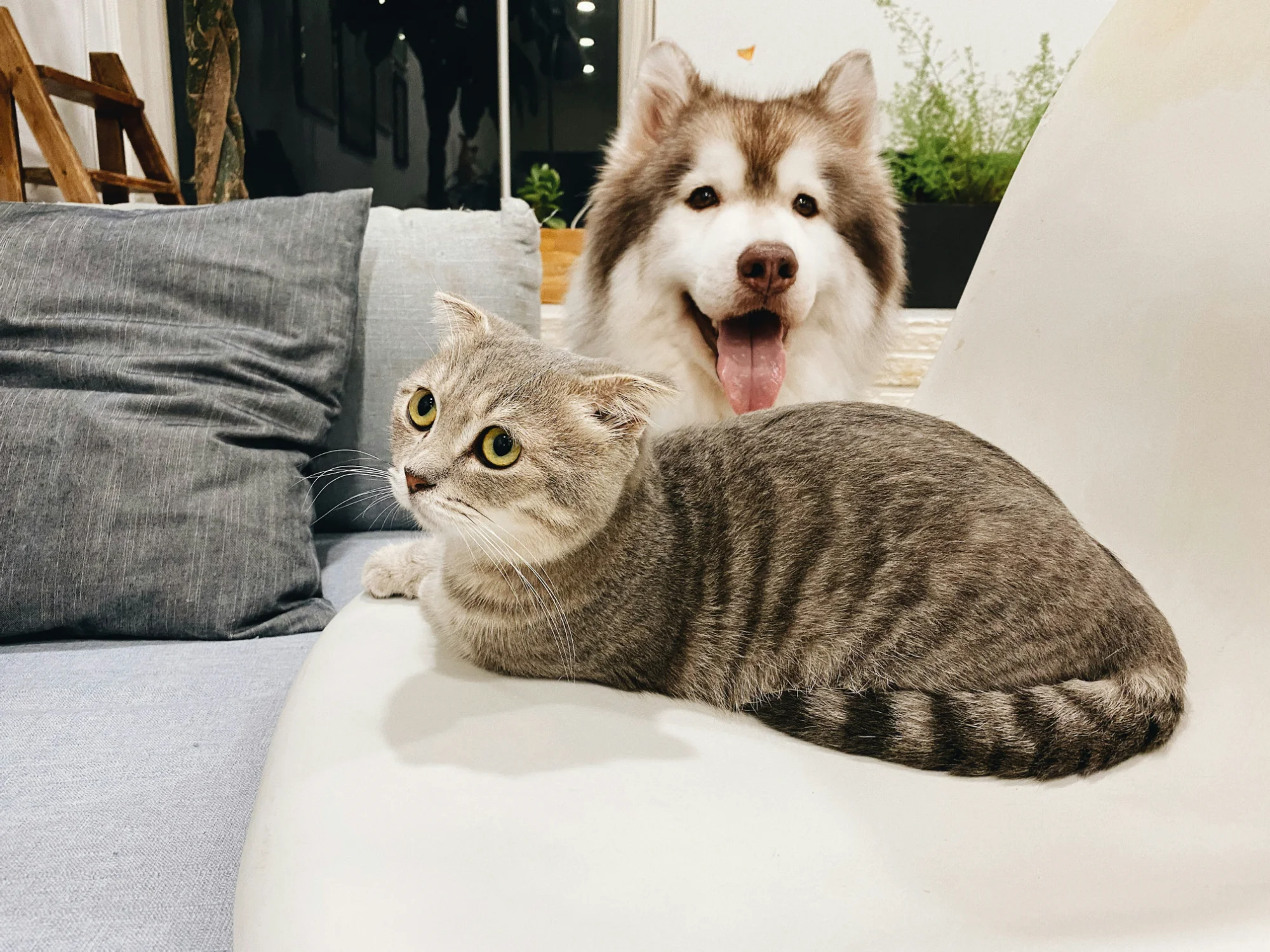 Happy cat and dog together on couch